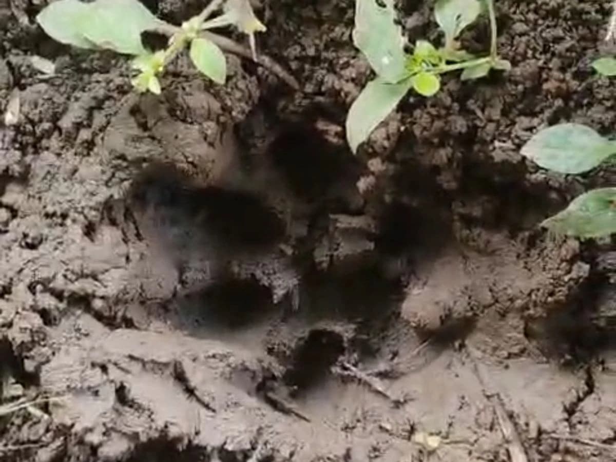 सीहोर में पानी की टंकी के पास दिखा बाघ, वन विभाग की सर्चिंग जारी