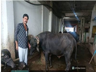 मुर्रा नस्ल सुधार के जरिए बलराम जाट ने सफलता का नया आयाम छुआ
