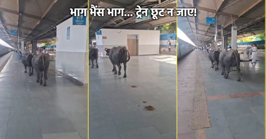 अनोखी 'भैंसा एक्सप्रेस' भोपाल स्टेशन पर, यात्रियों में अचरज