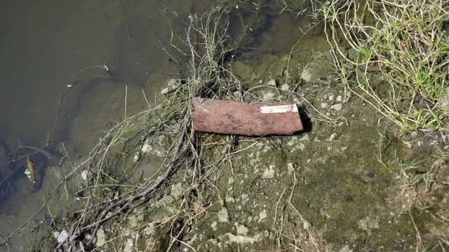 चंदन चोर गिरोह ने भोपाल के स्वर्ण जयंती पार्क में नया तरीका अपनाया