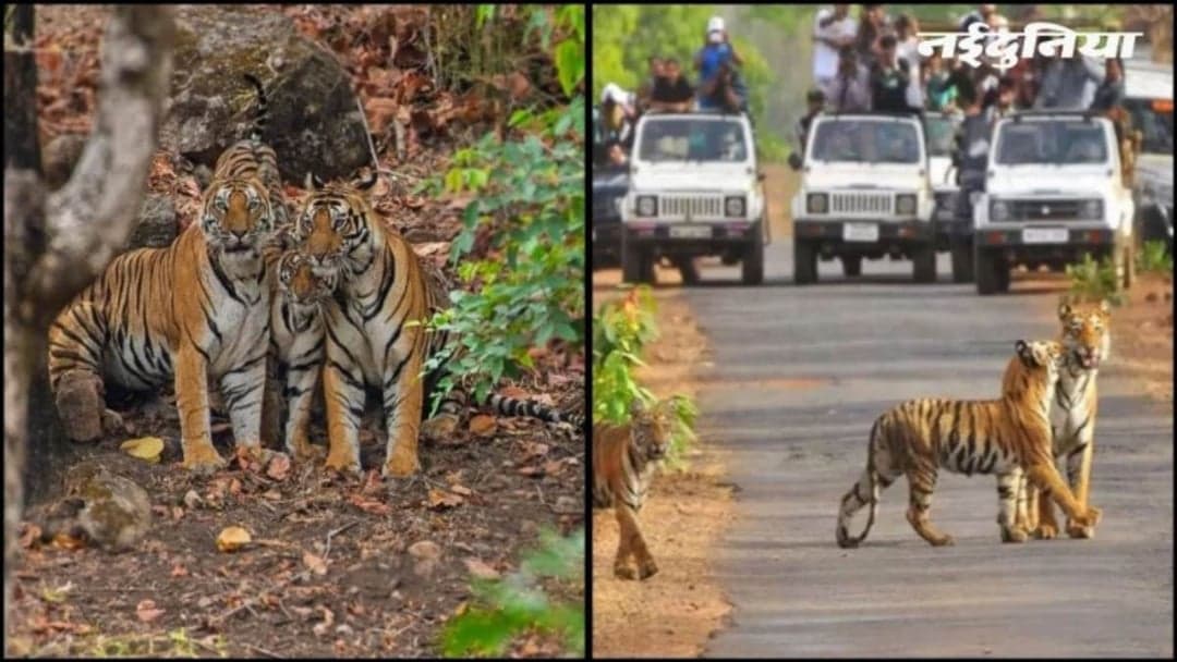 रातापानी इको-जोन में 90 अवैध ईंट भट्ठे, एनजीटी ने उठाए सवाल