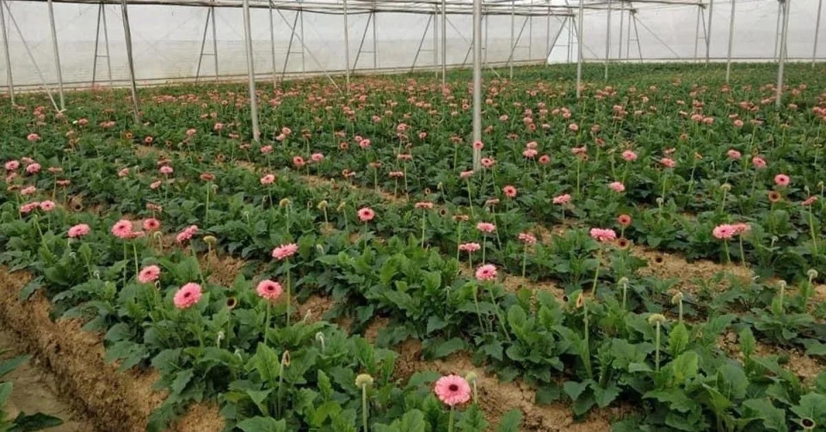 सीहोर की सीमा मेहता ने बदली किस्मत, पॉलीहाउस में जरबेरा उगाकर पाई लाखों की आय