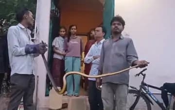सागर में किचन में घुसा 8 फीट लंबा सांप, स्नेक कैचर ने सुरक्षित पकड़ा