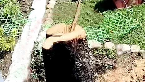 चंदन की चोरी ने बढ़ाई चिंता: राजधानी में हाई-सिक्योरिटी इलाकों को निशाना बना रहे तस्कर