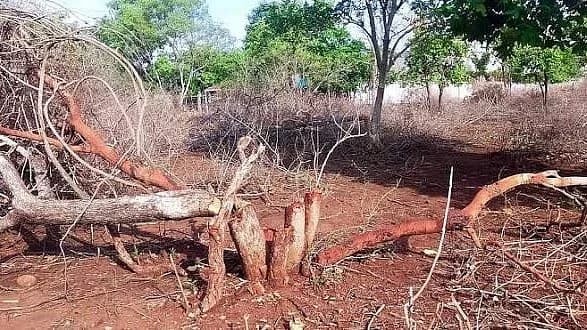 बाघों के इलाके में पेड़ काटने की अनुमति पर पर्यावरणविदों ने जताई आपत्ति