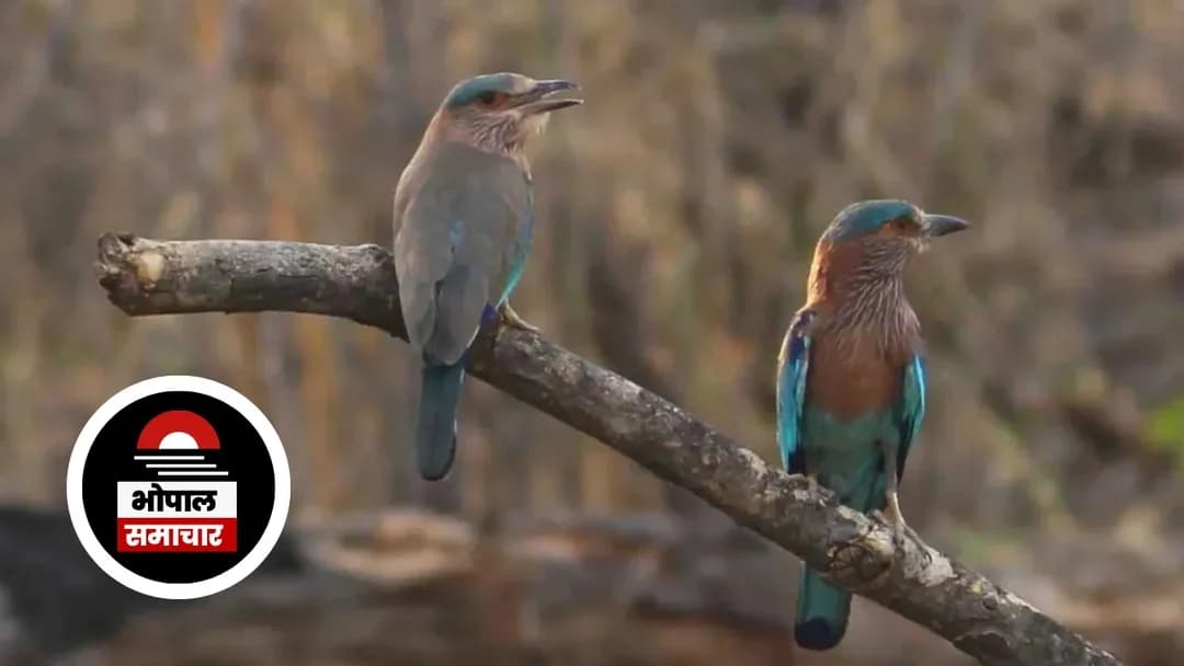 दशहरे पर नीलकण्ठ दर्शन की परंपरा: आस्था और संरक्षण का संगम