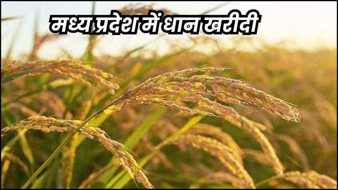 धान खरीदी शुरू, पर मिलिंग अटकी