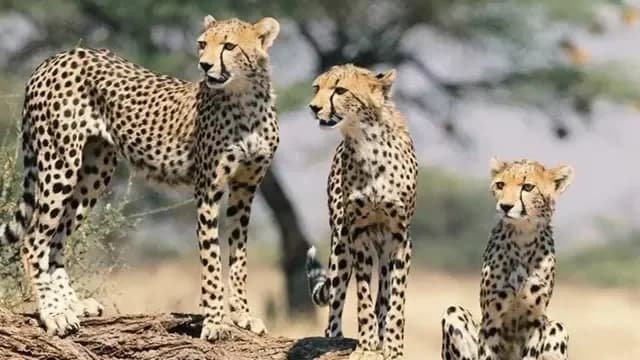 कूनो नेशनल पार्क में चीता शावक की गोली मारकर हत्या: 10 वनकर्मी निलंबित, 3 गिरफ्तार, प्रशासन सख्त