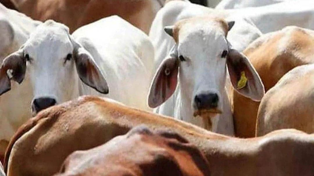 किसानों को देसी गाय पालने पर मिलेंगे ₹900 महीना