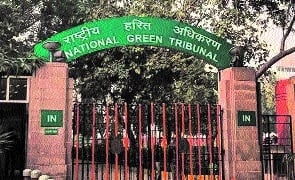 भोपाल में पेड़ों के आसपास कंक्रीट से मिट्टी ढकी, एनजीटी ने दो सप्ताह में जवाब मांगा