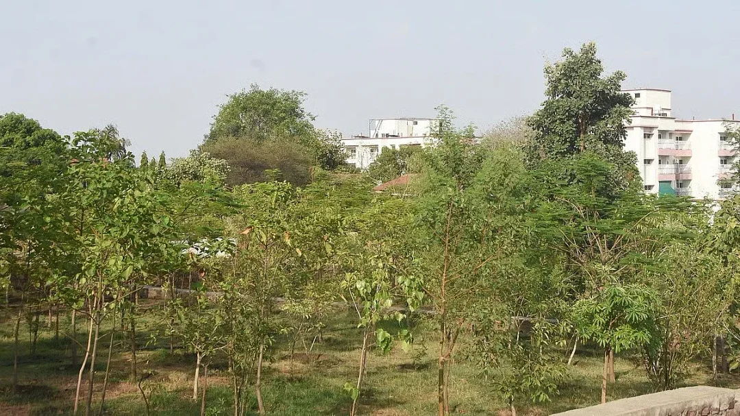 भोपाल में लगे 80,000 पौधों का हिसाब एनजीटी ने मांगा, वन विभाग और बीएमसी से मांगी रिपोर्ट