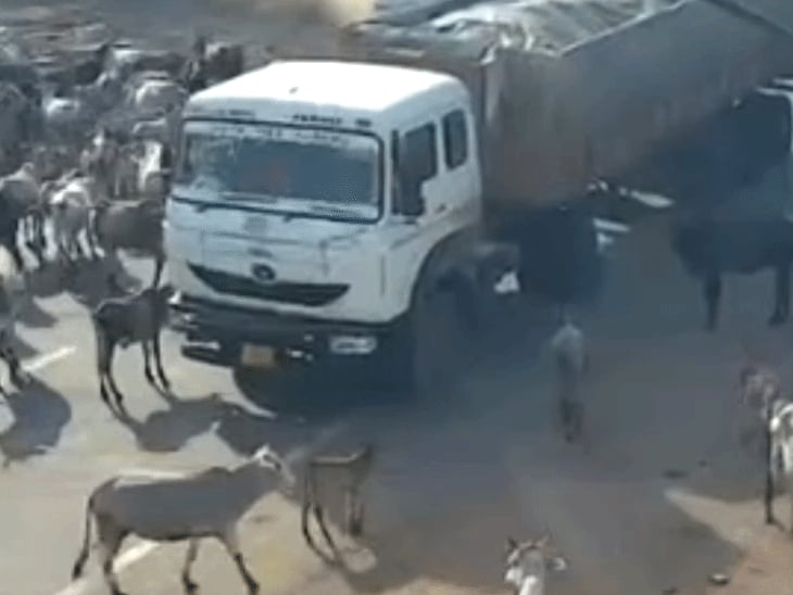 पवई में ट्राले ने गायों के झुंड को टक्कर मारी, 5 गायों की मौत