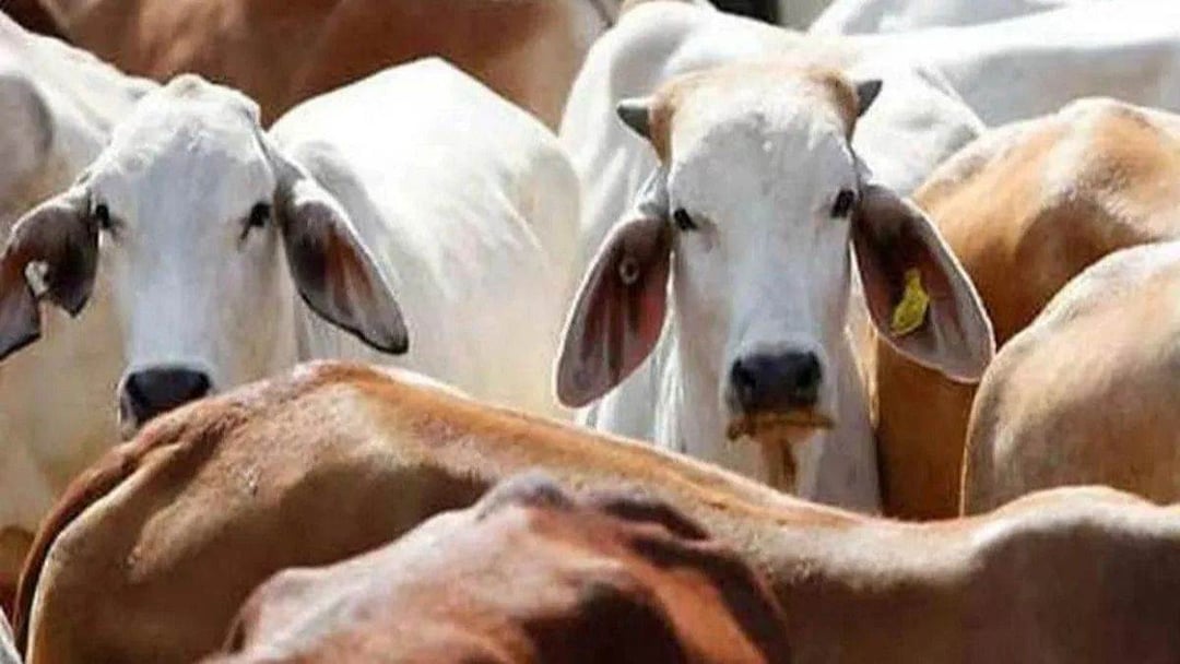 किसानों को देसी गाय पालने पर मिलेंगे ₹900 महीना